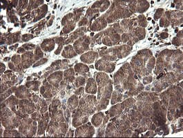 TMEM173 / STING Antibody (clone OTI4H8)