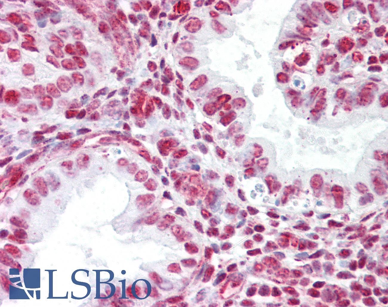 IHC-plus™ MYZAP Antibody