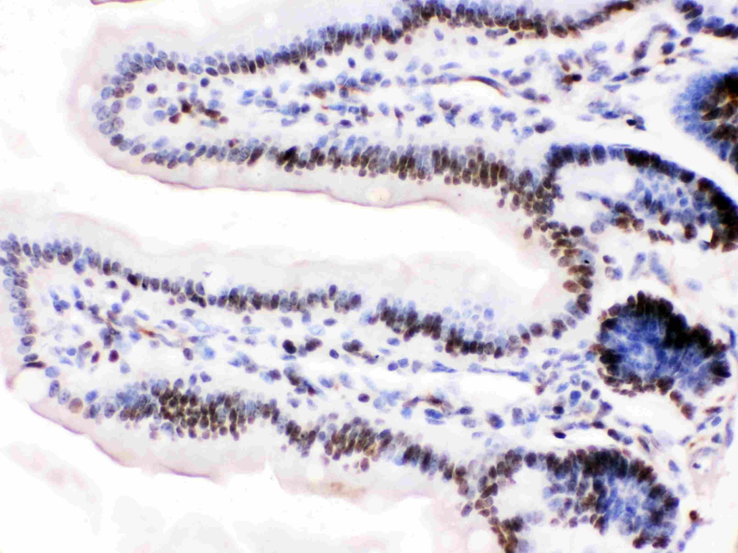MCM3 Antibody (aa13-27)