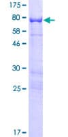 Human ARHGAP15 Protein (Recombinant GST)