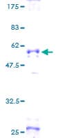 Human SLAMF7 / CRACC Protein (Recombinant GST)