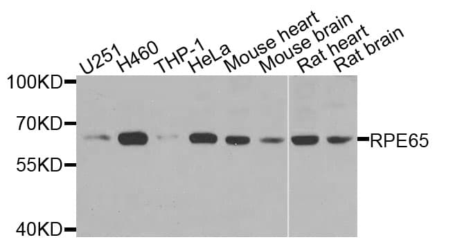 RPE65 Antibody