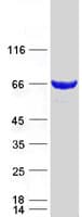 Human LCMT2 / YW4 Protein (Recombinant Myc-DDK (Flag))
