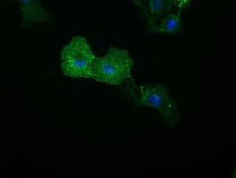 Monoclonal Mouse anti-Human C16orf72 Antibody (clone OTI1A2, IF, WB)