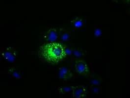 MPP3 Antibody (clone OTI8B11)
