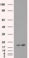 DHFR Antibody (clone OTI6G7)
