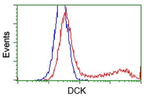 DCK / Deoxycytidine kinase Antibody (clone OTI16E12, Carrier-free)