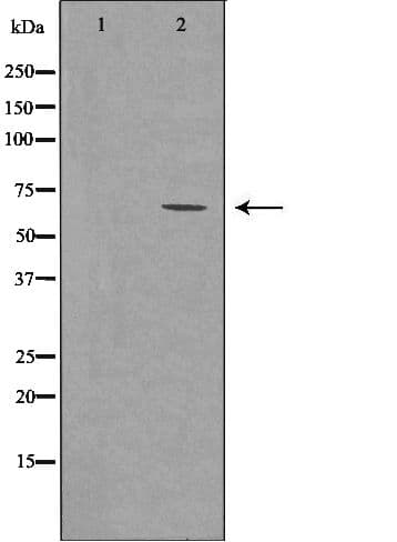 STXBP1 / MUNC18-1 Antibody