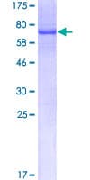 Human SNUPN Protein (Recombinant GST)