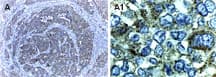 Polyclonal Rabbit anti-Human XIAP Antibody (aa241-260, IHC, WB)