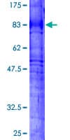 Human PTGER4 / EP4 Protein (Recombinant GST)