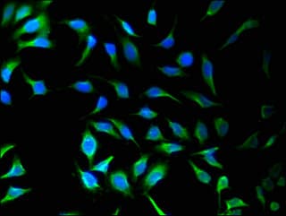 SNX9 / WISP Antibody