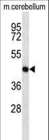 Polyclonal Rabbit anti-Mouse MAP2K1 / MKK1 / MEK1 Antibody (aa269-296, IHC, WB)