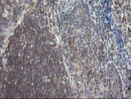 SNX8 Antibody (clone OTI1A1)