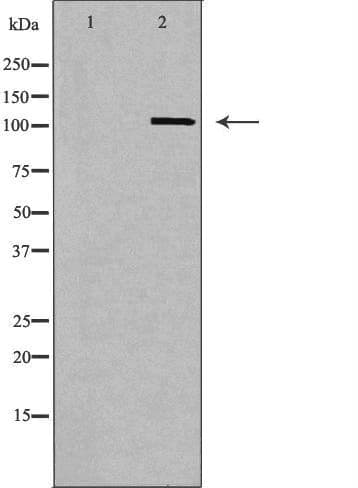 CBLB Antibody