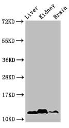 HIST1H4I Antibody