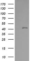 PARVA Antibody (clone OTI1H2, Carrier-free)