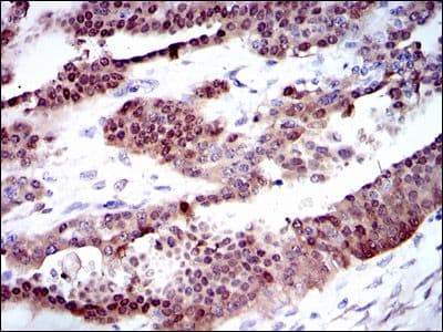 CYP1A1 Antibody (clone 6G5)
