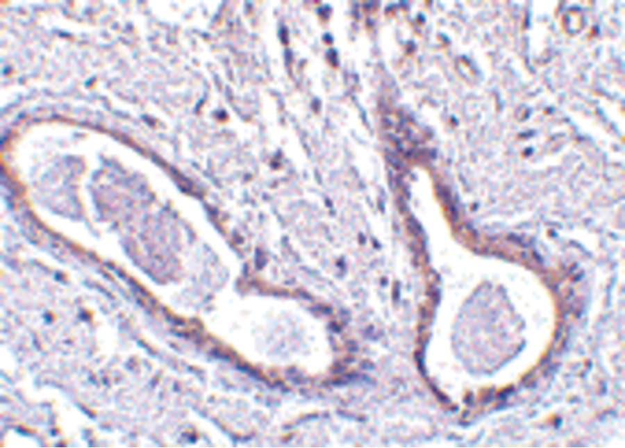 FAM175A / CCDC98 Antibody