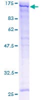 Human SPARCL1 / Hevin Protein (Recombinant GST)
