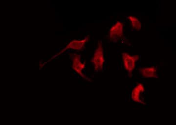MRGPRG Antibody