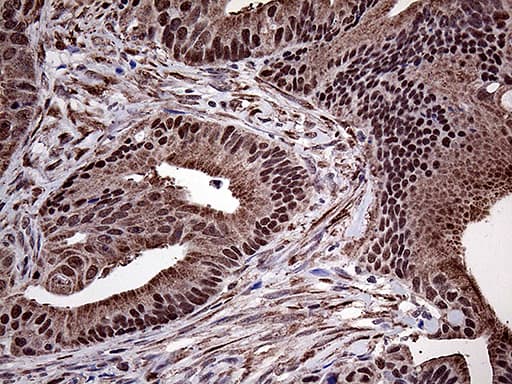 PPP4C Antibody (clone OTI2H8)