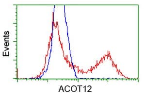 ACOT12 Antibody (clone OTI2F10)