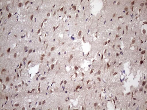 Monoclonal Mouse anti-Human NUP43 Antibody (clone OTI7G10, aa1-253, IHC, WB)