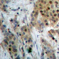 PIN1 Antibody (N-Terminus)