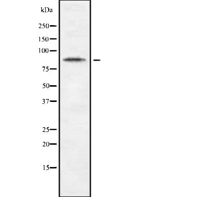 CDH10 / Cadherin 10 Antibody (aa759-788)