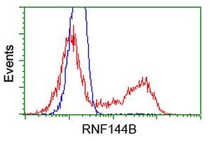 Monoclonal Mouse anti-Human RNF144B Antibody (clone OTI11G1, IF)