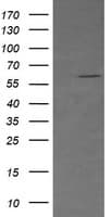 IHC-plus™ CD19 Antibody (clone 3G7)