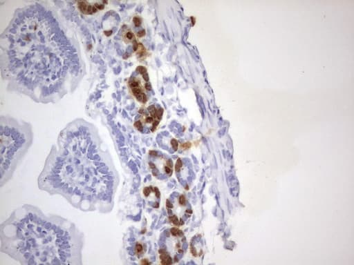 Monoclonal Rat BrdU Antibody (clone 3B2, IHC)