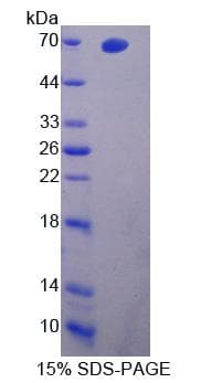 Rat NR1D2 Protein (Recombinant His-GST)