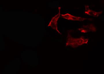 Polyclonal Rabbit anti-Human CYP2J2 Antibody (IHC, IF, WB)