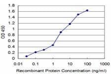 Monoclonal Mouse anti-Human ACYP2 Antibody (clone 2H7, WB)