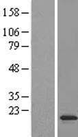 JAGN1 Protein (Over-Expression Lysate Myc-DDK (Flag))
