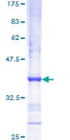 Human c-Met Protein (Recombinant GST, N-terminus)
