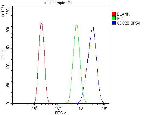 CDC20 Antibody