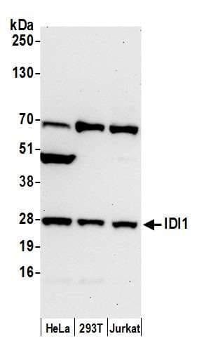 IDI1 / IPP1 Antibody (aa177-227)
