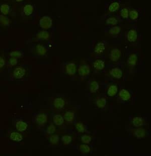 PCNA Antibody