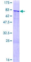 Human ZNF83 / HPF1 Protein (Recombinant GST)