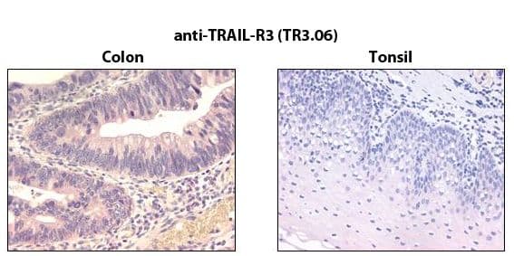 Monoclonal Mouse anti-Human TRAIL-R3 / DCR1 Antibody (clone TR3.06, IHC, WB)