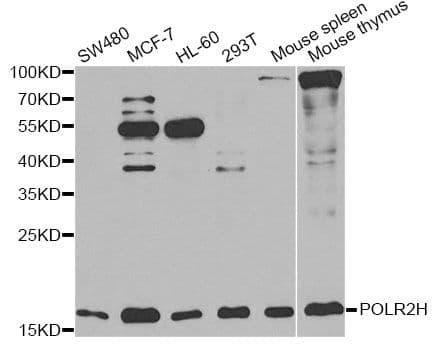 POLR2H / RPB8 Antibody