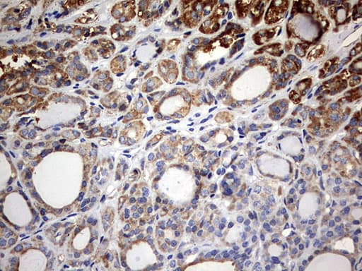 KLHL12 Antibody (aa177-405, clone OTI4E1)
