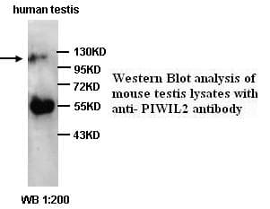 PIWIL2 Antibody (C-Terminus)
