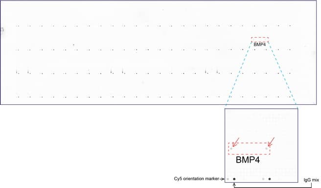 BMP4 Antibody (aa293-408, clone UMAB42)