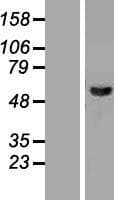 MAPK9 / JNK2 Protein (Over-Expression Lysate Myc-DDK (Flag))