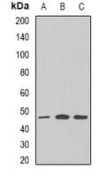 GNAS Antibody