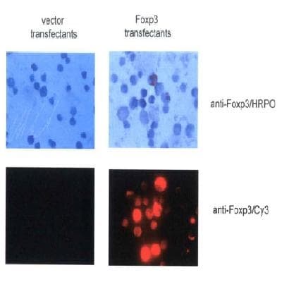 FOXP3 Antibody (C-Terminus)